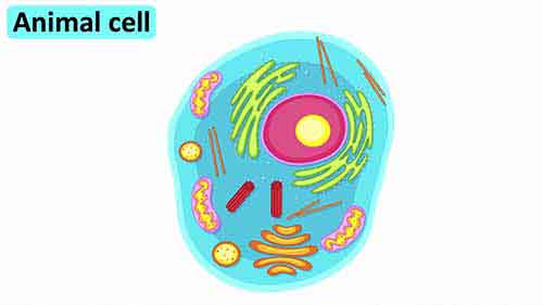 动物细胞和植物细胞的区别